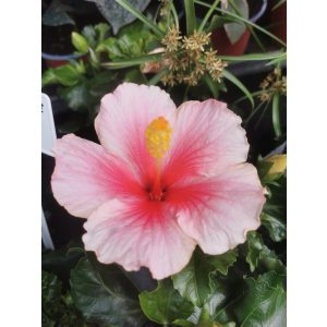 Hibiscus Geisha - Hibiszkusz