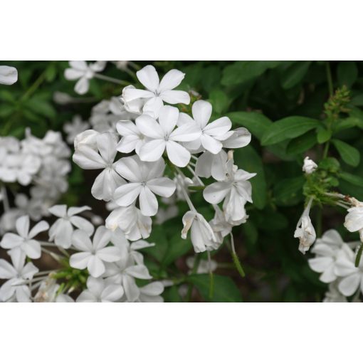 Ólomvirág - Plumbago auriculata Alba