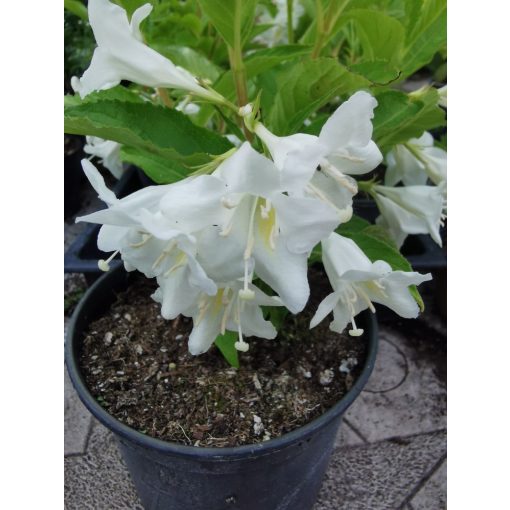 Rózsalonc - Weigela florida Alba