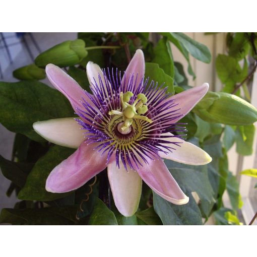 Passiflora Belotii - Golgotavirág