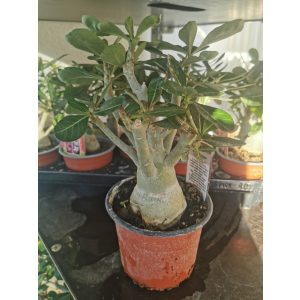 Adenium obesum - Sivatagi rózsa (meglepetés szín)