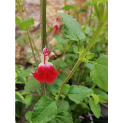 Csecsemőzsálya - Salvia microphylla Hot Lips