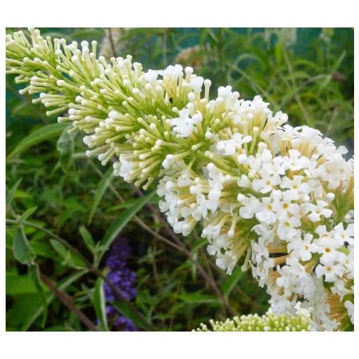 Nyáriorgona - Buddleia davidii Nanho White