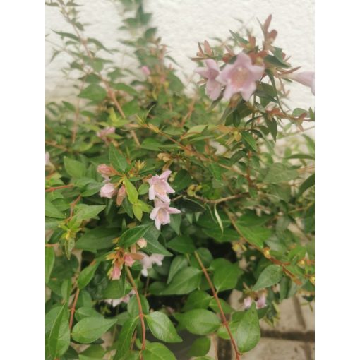 Abelia grandiflora - Nagyvirágú tárnicslonc