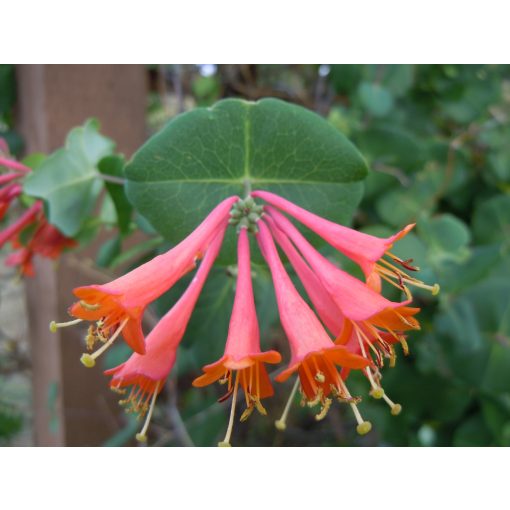 Japán lonc - Lonicera Dropmore Scarlet