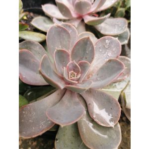 Amerikai kövirózsa - Echeveria Pearl von Nürnberg