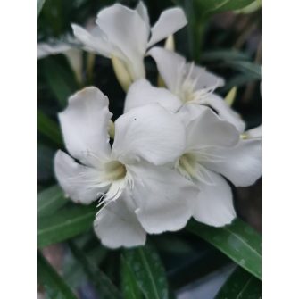 Oleander