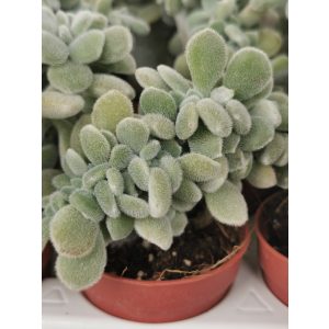 Echeveria pulvinata Frosty Cristata