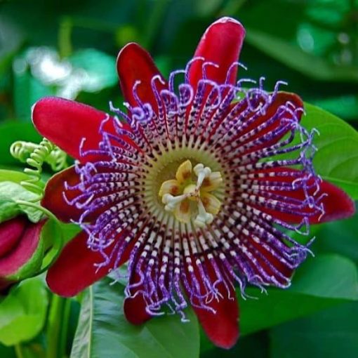 Golgotavirág - Passiflora quadrangularis