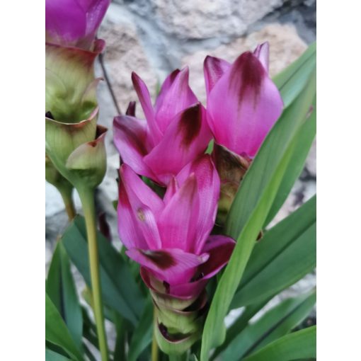 Kurkuma - Curcuma alismatifolia