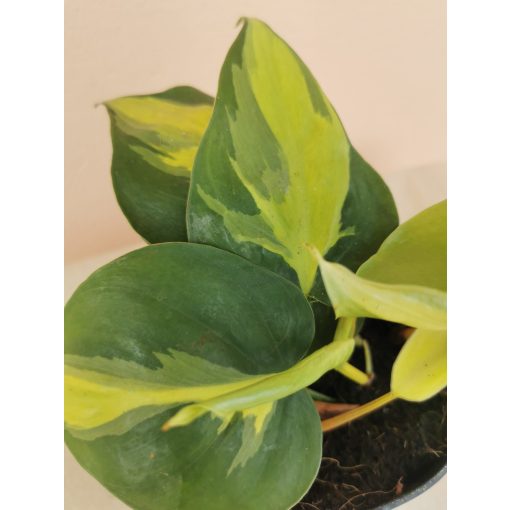 Philodendron scandens Brasil