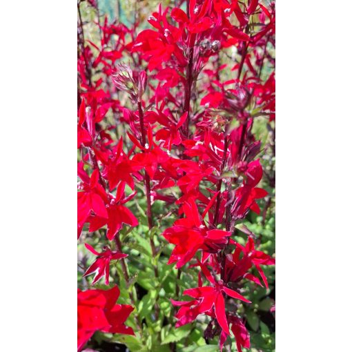 Pompás lobélia - Lobelia speciosa Fan Scarlet