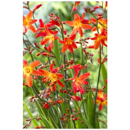 Sáfrányfű - Crocosmia Carmine Brilliant