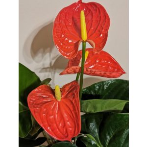 Flamingóvirág - Anthurium andreanum Madural