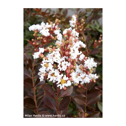 LAGERSTROEMIA Acoma - Selyemmirtusz