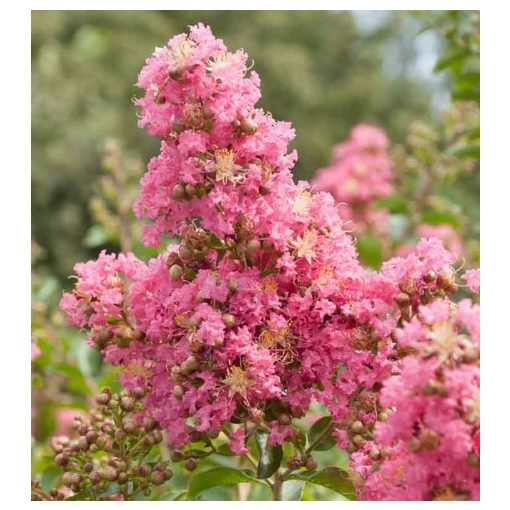 LAGERSTROEMIA Comanche - Selyemmirtusz