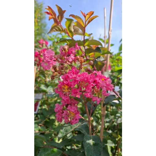 LAGERSTROEMIA Hopi - Selyemmirtusz