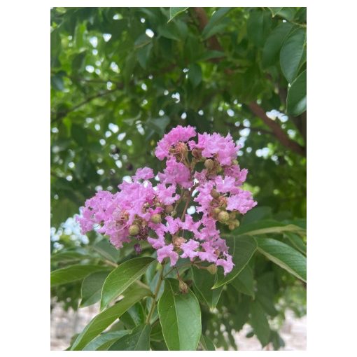 LAGERSTROEMIA Muskogee - Selyemmirtusz