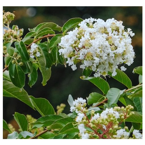 LAGERSTROEMIA Natchez - Selyemmirtusz