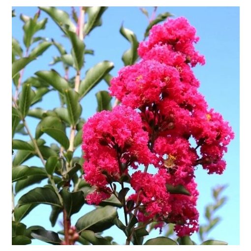 LAGERSTROEMIA Tuscarora - Selyemmirtusz