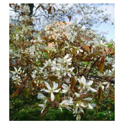 Amelanchier lamarckii - Mézalmácska