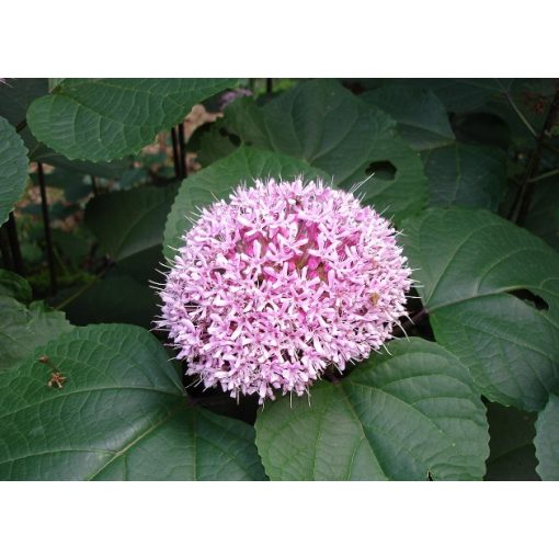 Clerodendrum bungei - Vörösödő végzetcserje