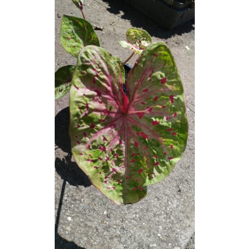 Caladium Miss Muffett - Tarkalevél