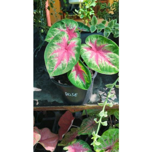 Caladium Rosebud - Tarkalevél