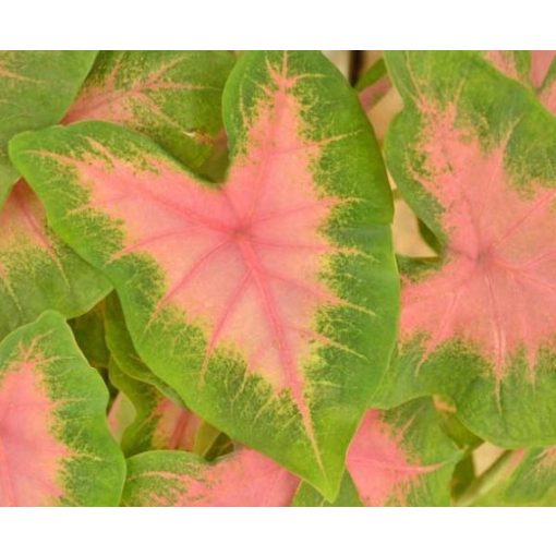 Caladium Kathleen - Tarkalevél