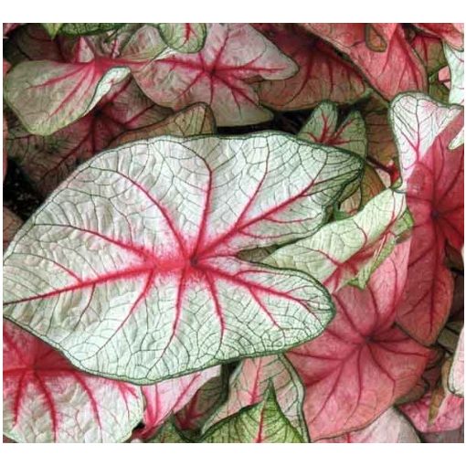 Caladium White Queen - Tarkalevél