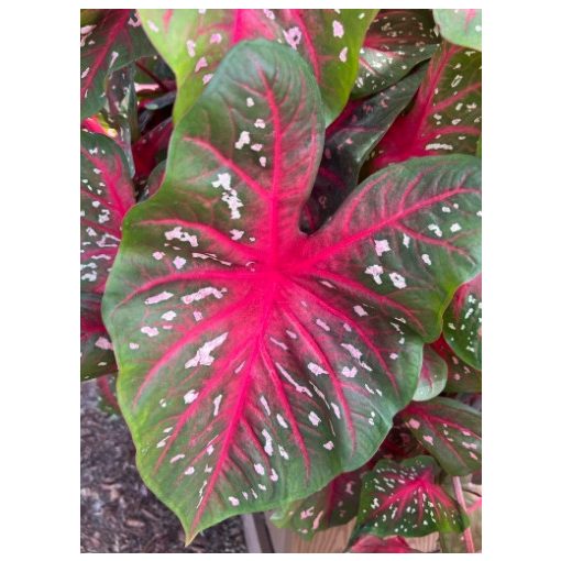 Caladium Red Flash - Tarkalevél