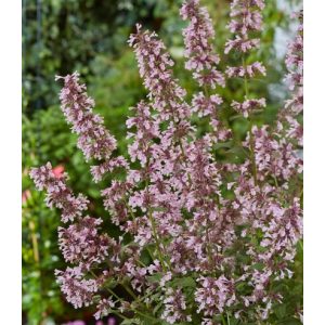 Nepeta faassenii Whispurr Pink - Macskamenta