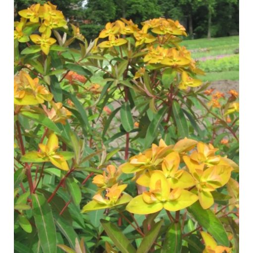 Euphorbia griffithii Beauty Orange - Kutyatej