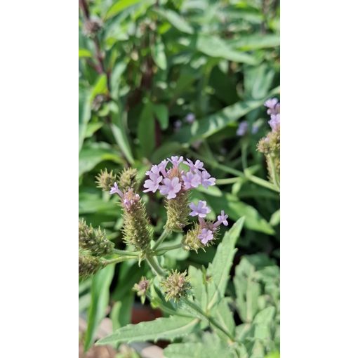 Verbena rigida Polaris Sky Blue - Kék virágú vasfű