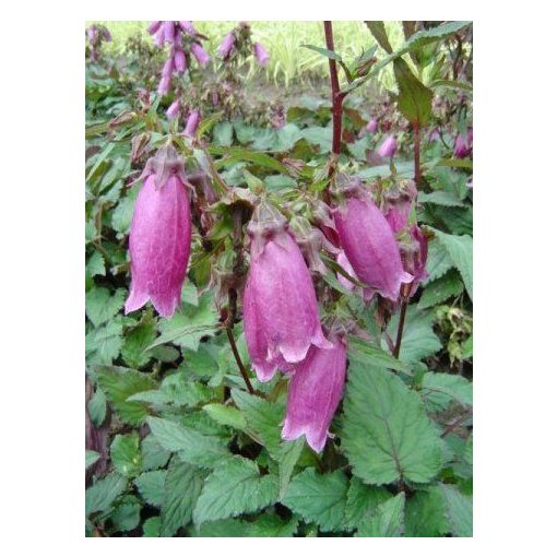 Campanula punctata Vine 'n' Rubies - Pettyegetett harangvirág