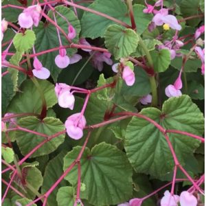 Begonia grandis ssp. evansiana - Télálló begónia