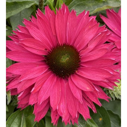 Echinacea SunSeekers Sweet Fuchsia - Kasvirág