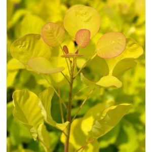 Cotinus coggygria Golden Spirit - Cserszömörce