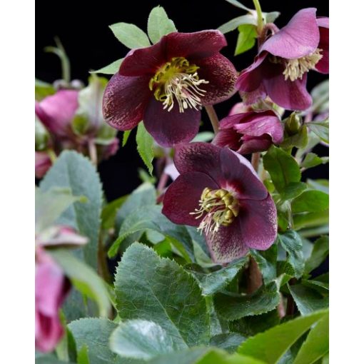 Helleborus orientalis Hello Ruby - Hunyor