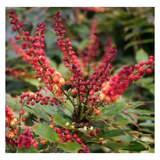 Mahonia nitens Cabaret – Mahónia