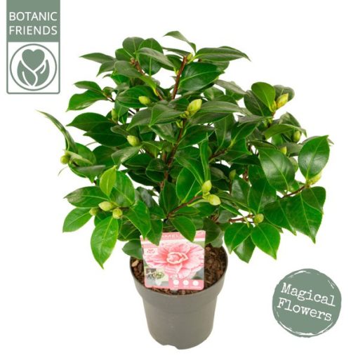 Camellia japonica Bonomiana - Japán kamélia