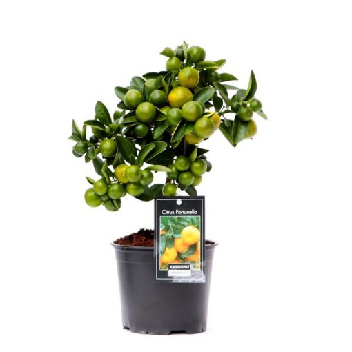 Citrus Calamondin (p12) - Kalamondin