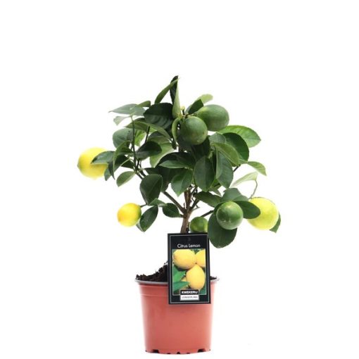 Citrus vulcan Lemon Trellis