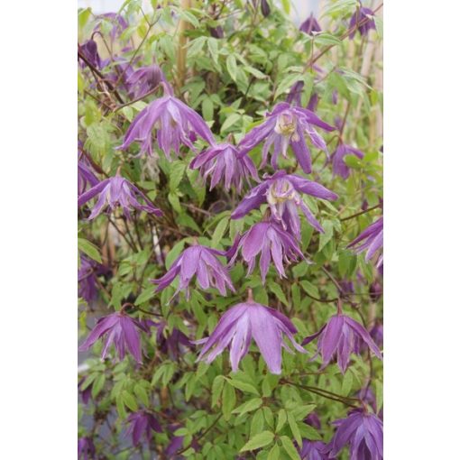 Clematis Blue Bird - Klemátisz