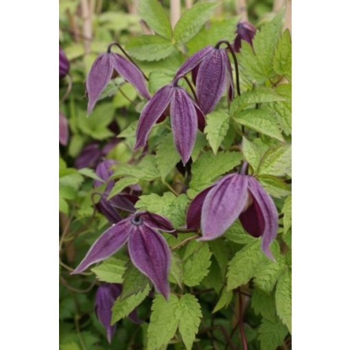 Clematis Brunette - Klemátisz