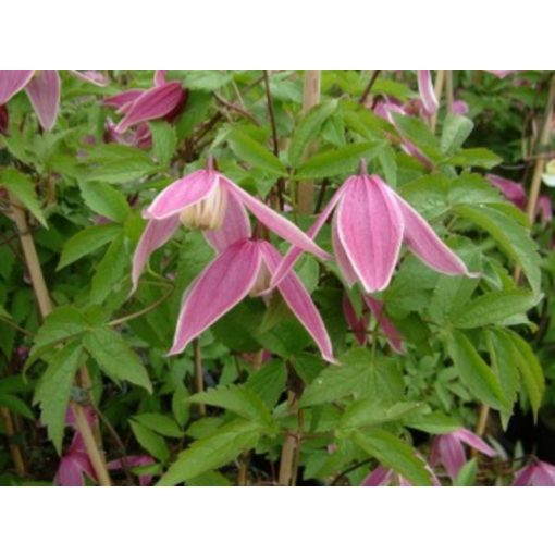 Clematis Columella - Klemátisz