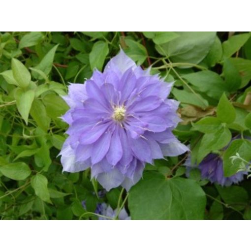 Clematis Countess of Lovelace - Klemátisz