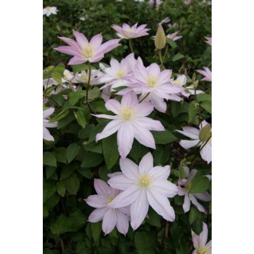 Clematis Etoile Nacré - Klemátisz