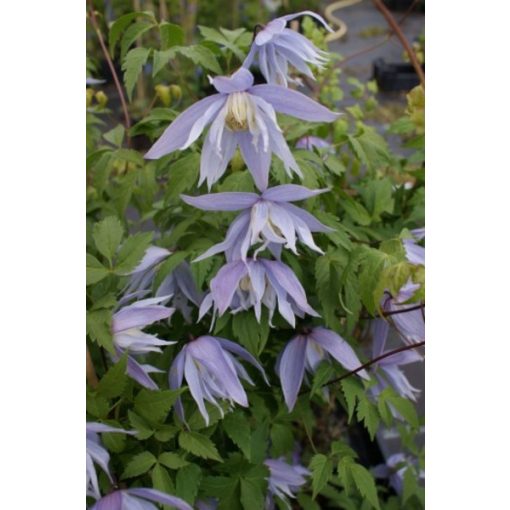 Clematis Eximia - Klemátisz