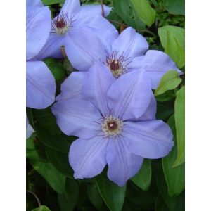 Clematis Hybrida Sieboldi - Klemátisz